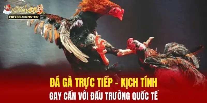 đá gà trực tiếp