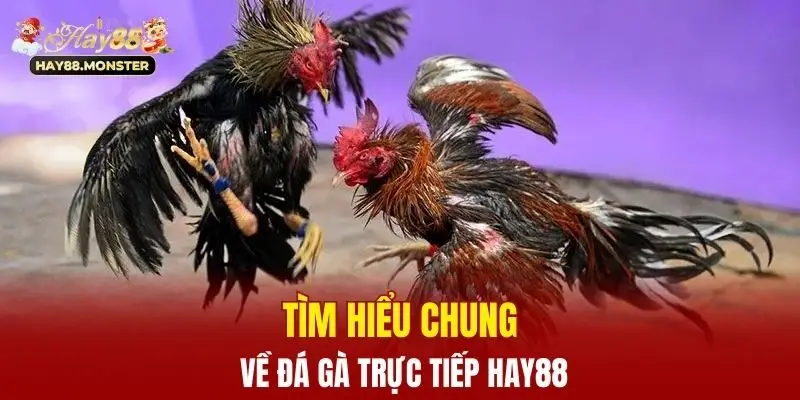 Tìm hiểu chung về đá gà trực tiếp Hay88