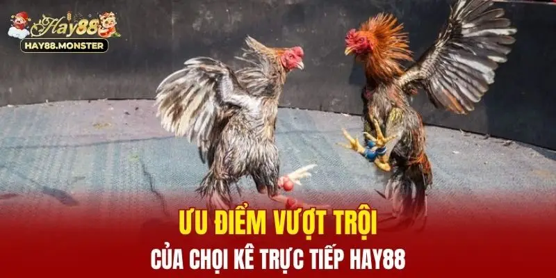 Ưu điểm vượt trội của chọi kê trực tiếp Hay88